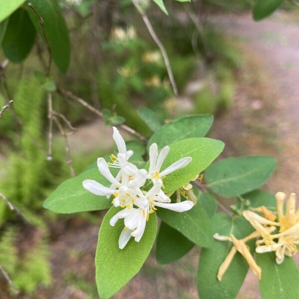 Lonicera morrowii Flower