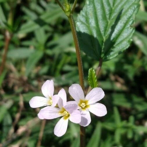 Melochia pyramidata Kvet