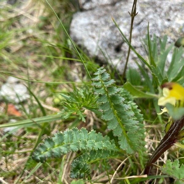 Pedicularis oederi Folio