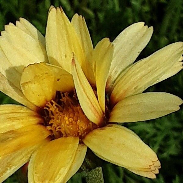 Glebionis coronaria Flower