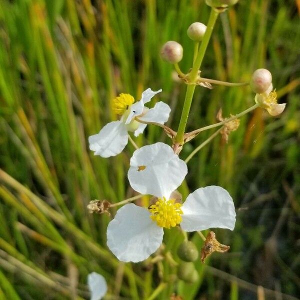 Sagittaria lancifolia Çiçek