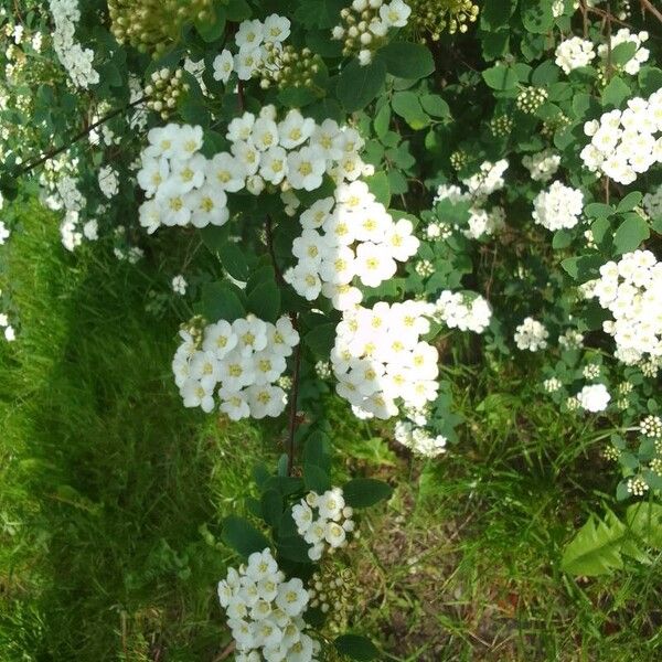 Spiraea chamaedryfolia Цвят