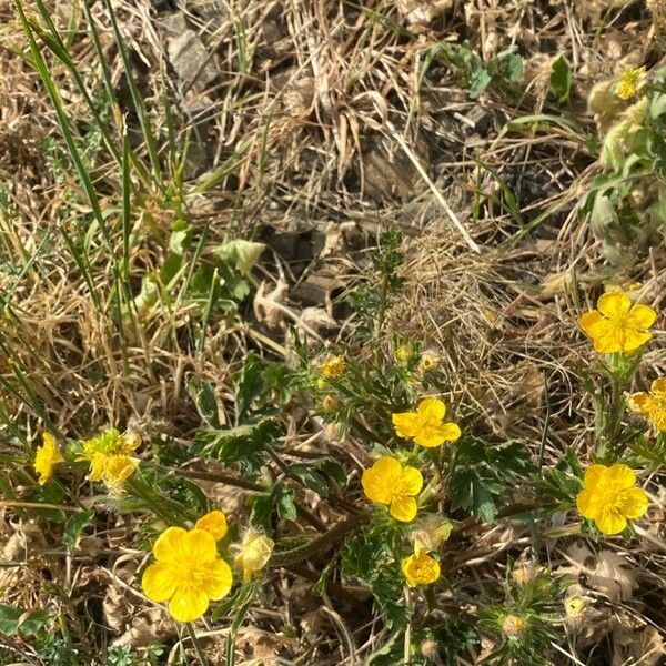 Potentilla pedata Blomma