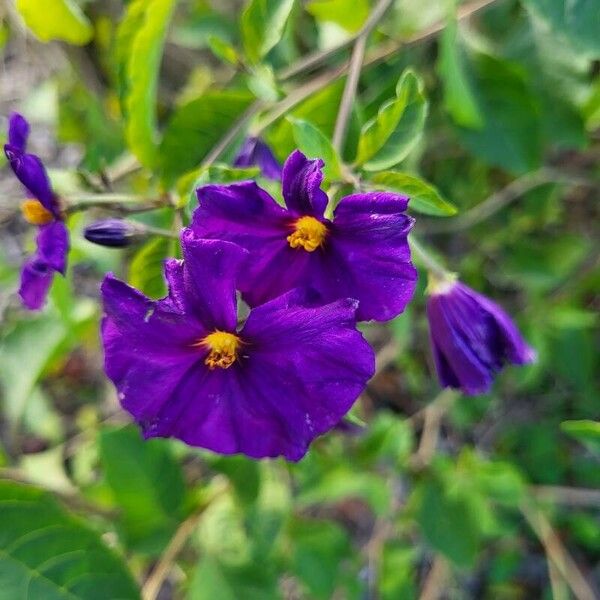 Lycianthes rantonnetii Flower