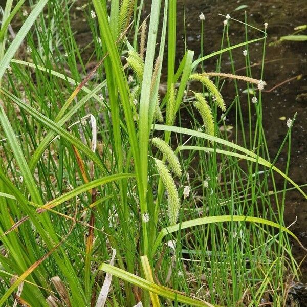 Carex pseudocyperus Flower