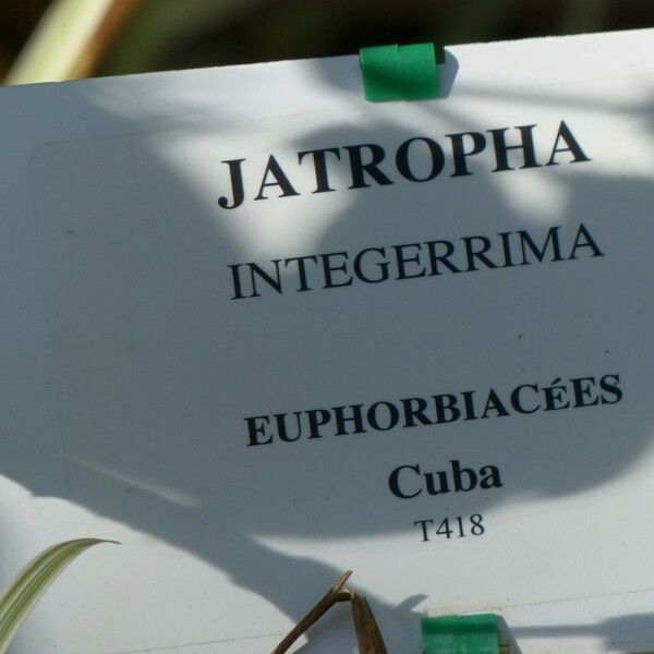 Jatropha integerrima Otro