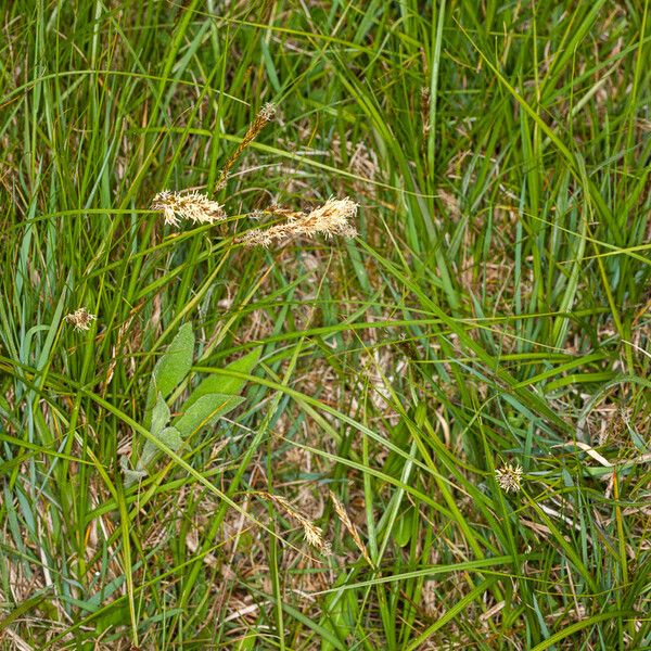 Carex caryophyllea Buveinė