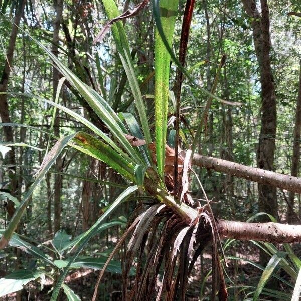 Pandanus purpurascens Leaf