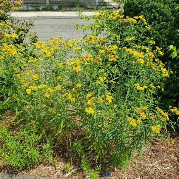 Euthamia graminifolia Costuma