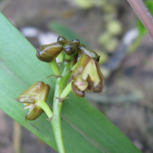 Polystachya mukandaensis Flor