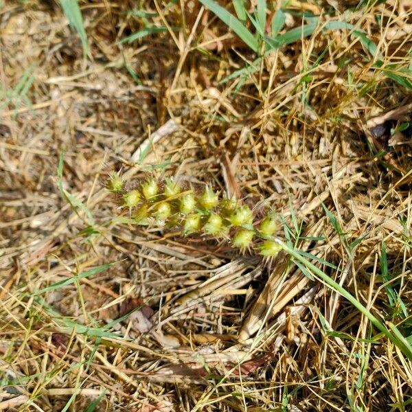 Cenchrus echinatus Цвят