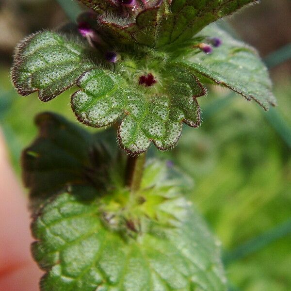 Lamium amplexicaule Hoja