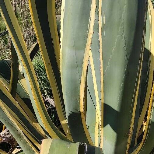 Agave americana Fulla