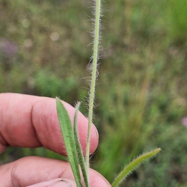 Plantago bellardii Plante entière