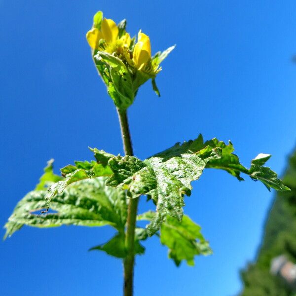 Geum macrophyllum ফুল