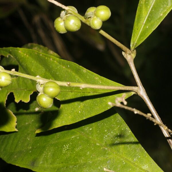 Adenophaedra grandifolia Fruit