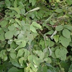 Passiflora mexicana (Mexican passionflower)