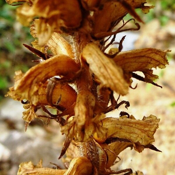 Orobanche rapum-genistae Blomma