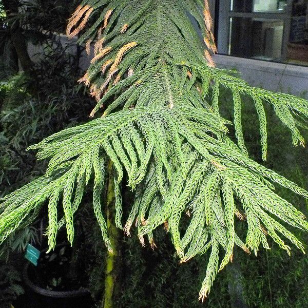 Araucaria columnaris Hoja