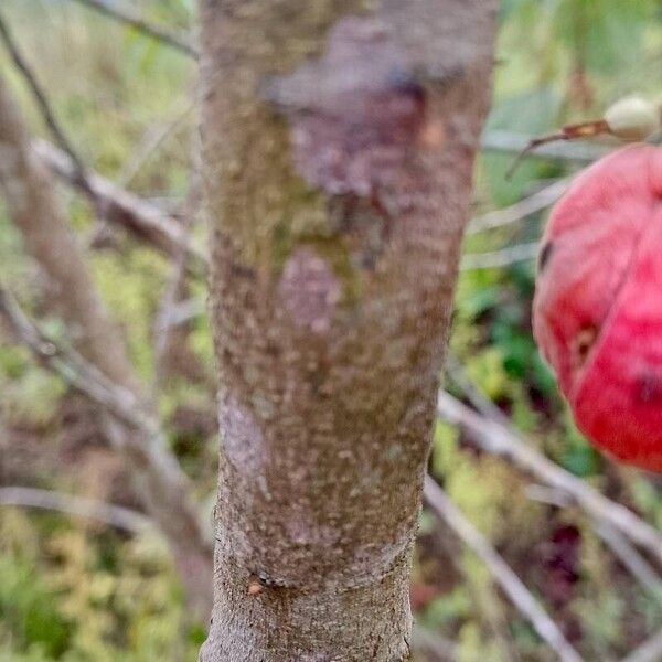 Alchornea cordifolia Bark