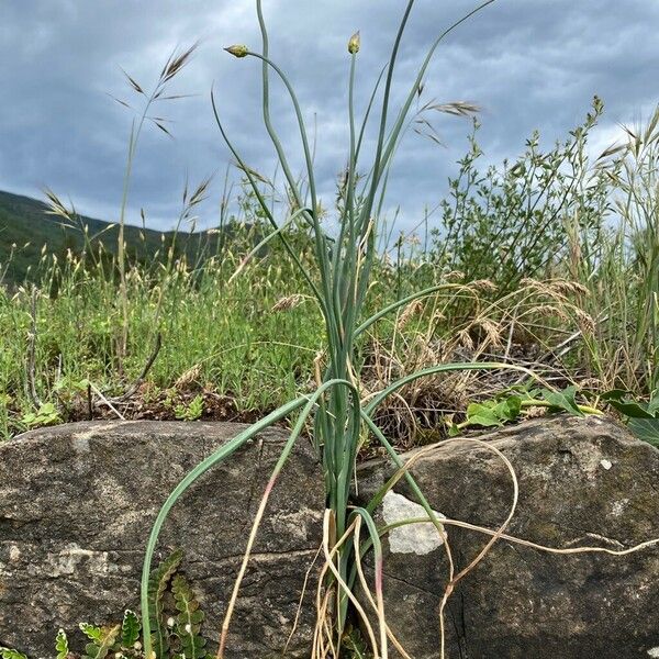 Allium vineale برگ