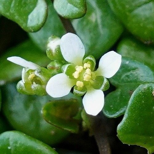 Cochlearia danica Blomma