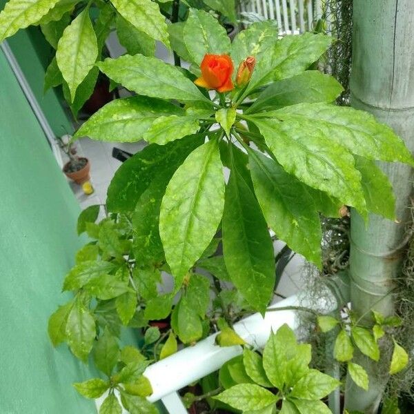 Pereskia bleo Flower