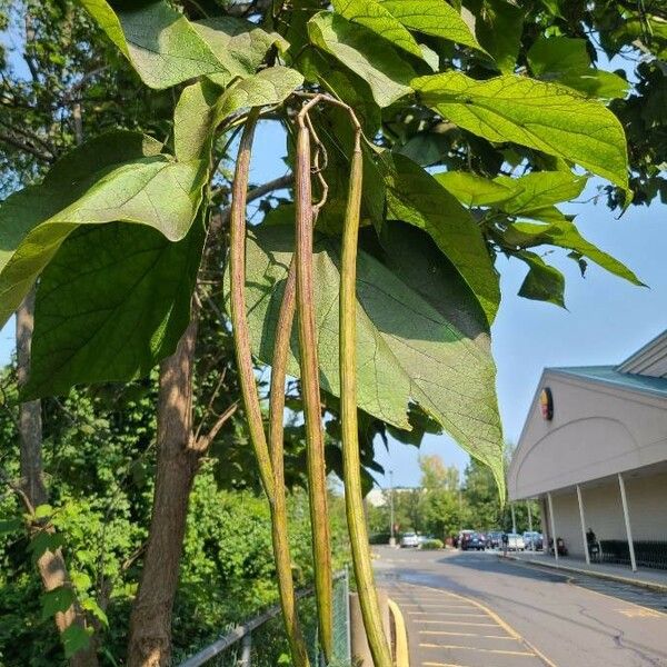 Catalpa speciosa Fruit