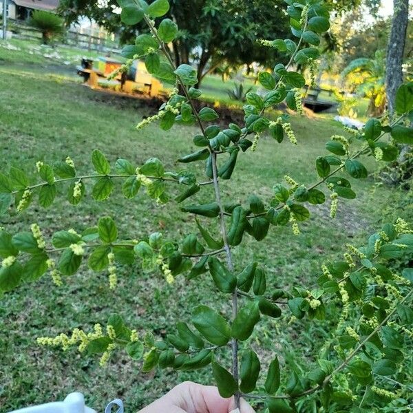 Ligustrum sinense Blad