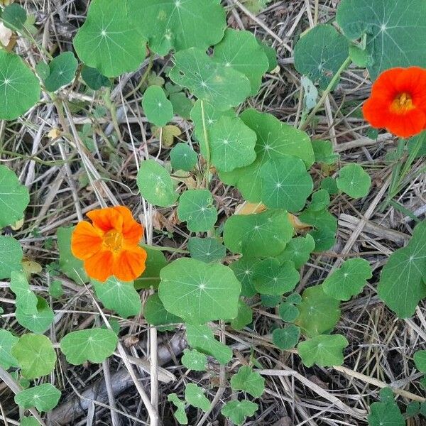 Tropaeolum majus Облик