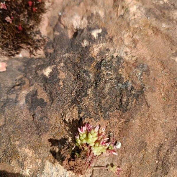 Sedum cespitosum 花