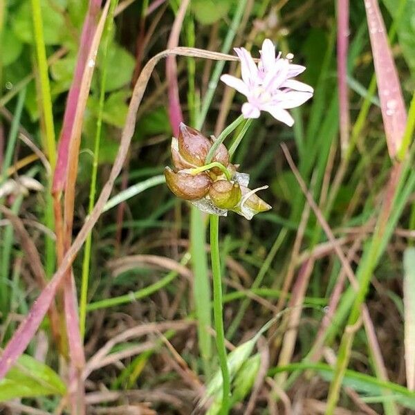 Allium canadense Fruit