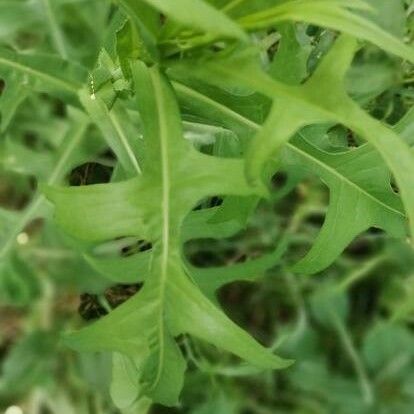 Lactuca canadensis Blad