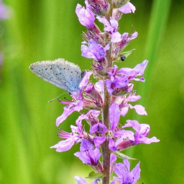 Lythrum salicaria Çiçek