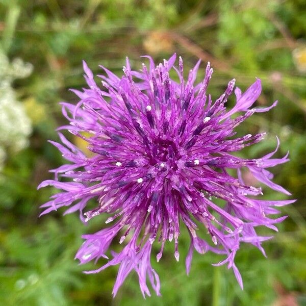 Centaurea scabiosa Blüte