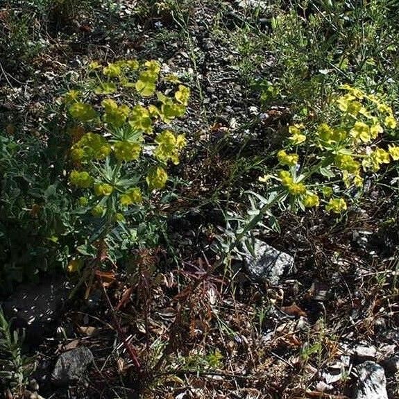 Euphorbia biumbellata Hábito