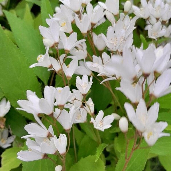 Deutzia crenata Flor