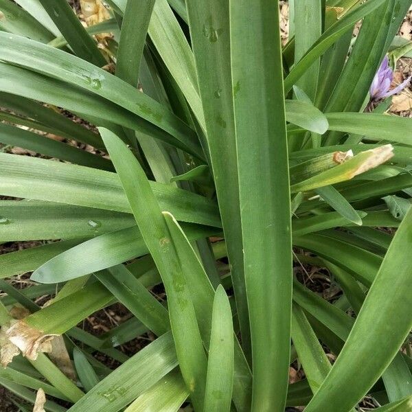 Hyacinthoides hispanica Fulla