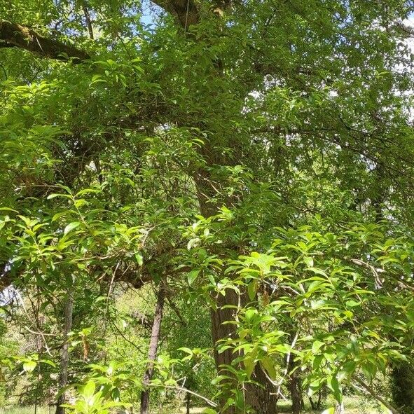 Quercus imbricaria Elinympäristö