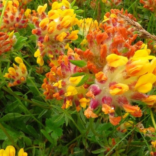 Anthyllis vulneraria Flower