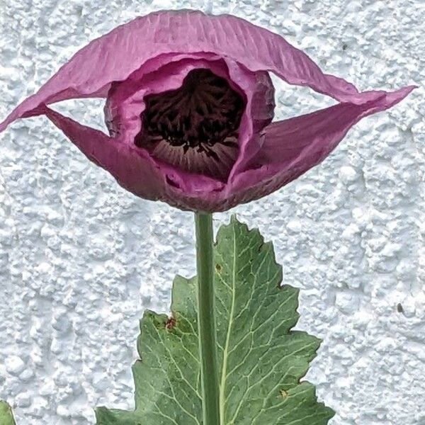 Papaver somniferum Fiore