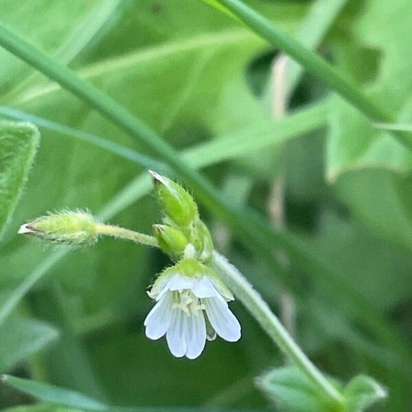 Cerastium fontanum Цветок