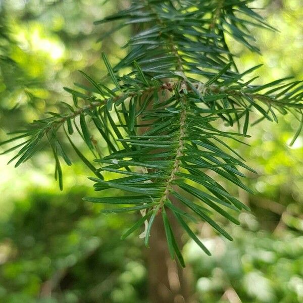 Abies balsamea ഇല