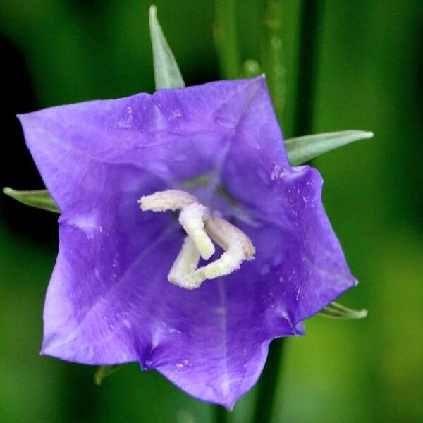 Campanula persicifolia Virág