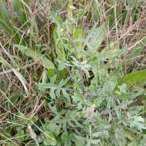 Sisymbrium officinale Habitatea