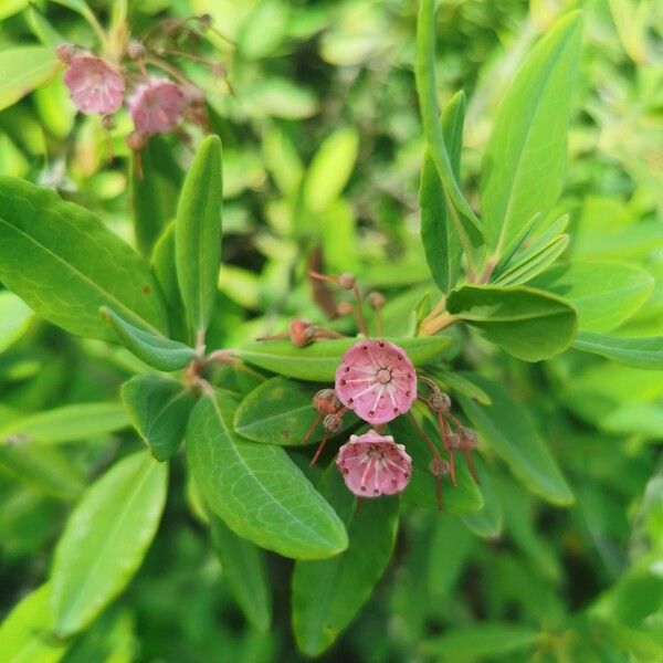 Kalmia angustifolia Flor