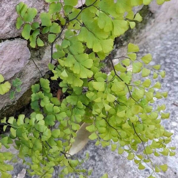 Adiantum raddianum Habit