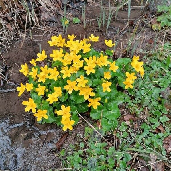 Caltha palustris Staniste