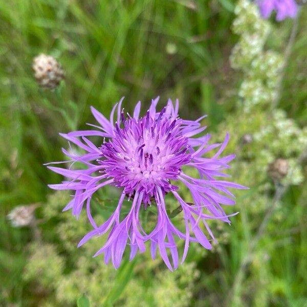 Centaurea napifolia Blomma