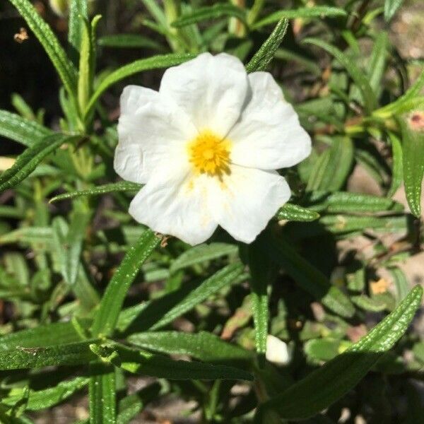 Cistus monspeliensis Blüte